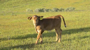 jsw_bullcalfoutoffusionx250_jpg_w300h169.jpg