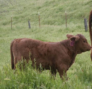 calves beefmaster esperance jsw